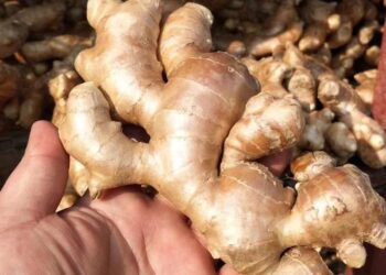 Ginger: How Nigeria’s beloved spice lost its heat